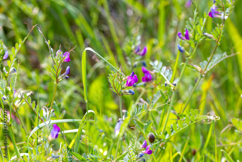 Foto "Common Vetch" wildflower "Vicia sativa"growing wild in summer meadow