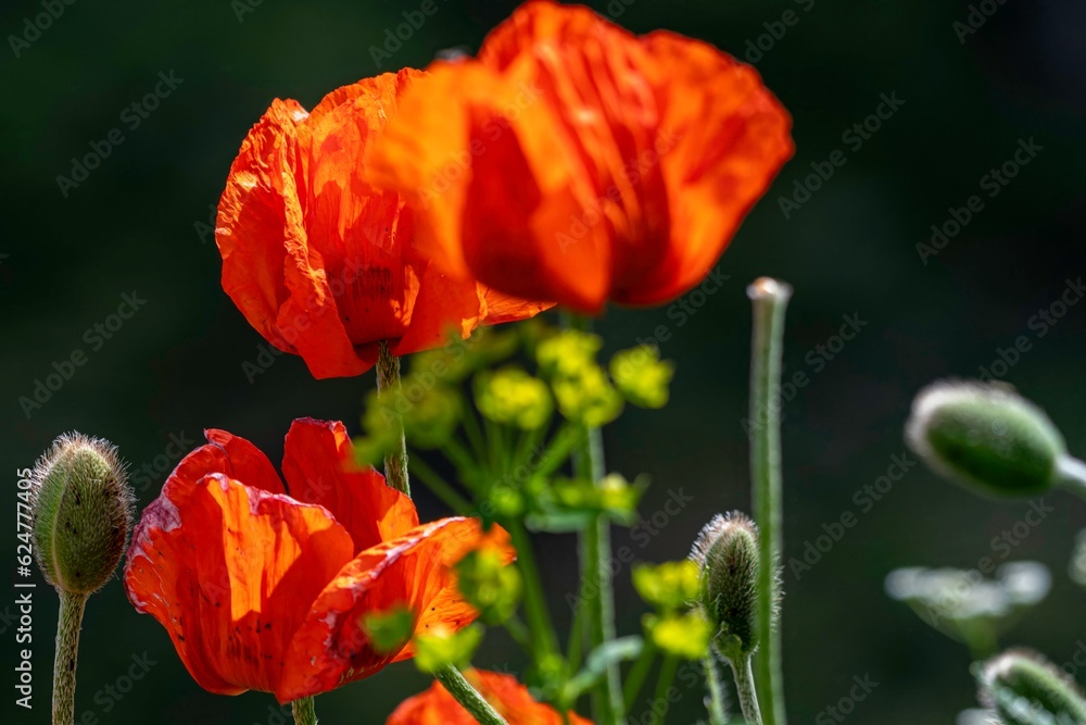 Fototapeta premium Isolated close up of a beautiful variety of wild flowers in the wild with vibrant colors- Armenia