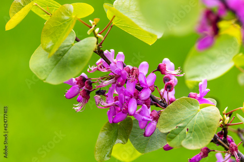 Photography Judas tree Cercis siliquastrum Bodnant flowering with pink pea shaped flower clusters during summer season