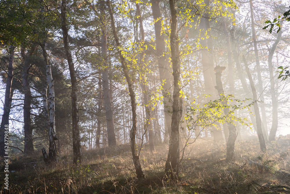 Fototapeta premium beautiful sunny forest in summer