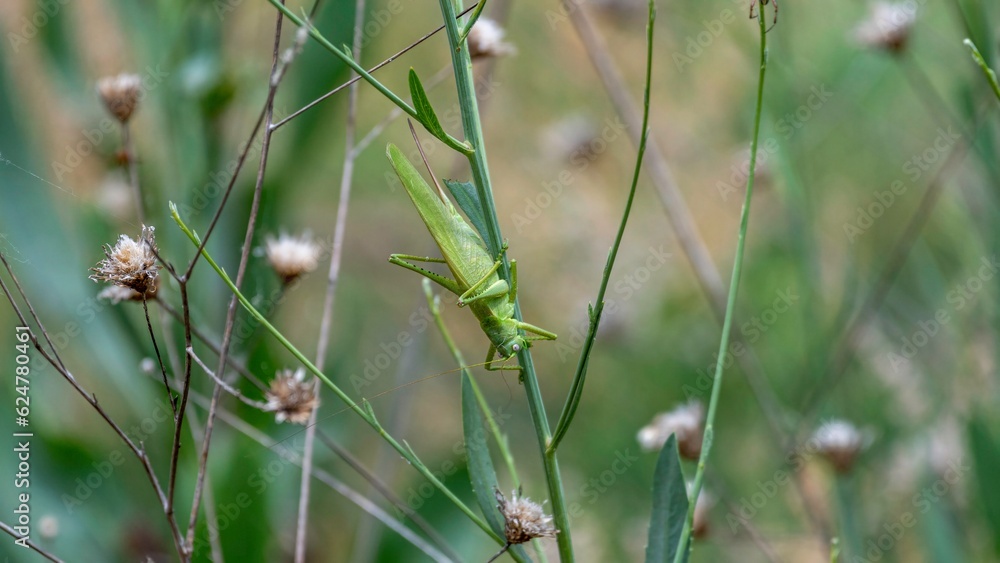 Isolated close up macro portrait of a beautiful grasshopper- Armenia Isolated close up macro portrait of a beautiful grasshopper- Armenia