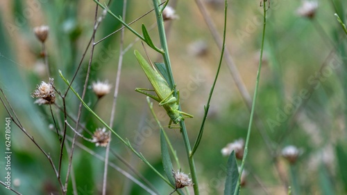 Isolated close up macro portrait of a beautiful grasshopper- Armenia
