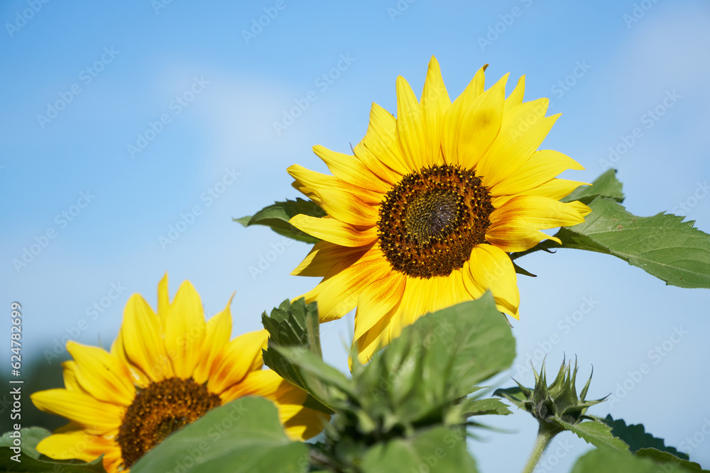 Two sunflowers in the morning sun with a blue sky as background Two sunflowers in the morning sun with a blue sky as background