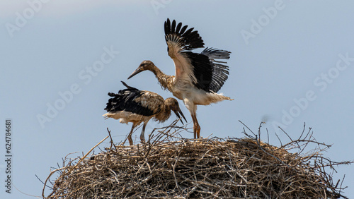 Isolated close up of nesting stork birds in the stork village- Armenia photo