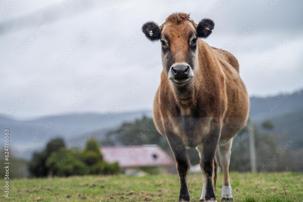 livestock beef cattle in a field on a farm. close up of a cows face.