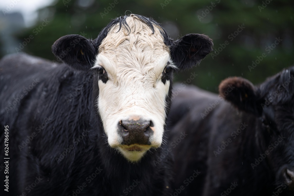 livestock beef cattle in a field on a farm. close up of a cows face. livestock beef cattle in a field on a farm. close up of a cows face.