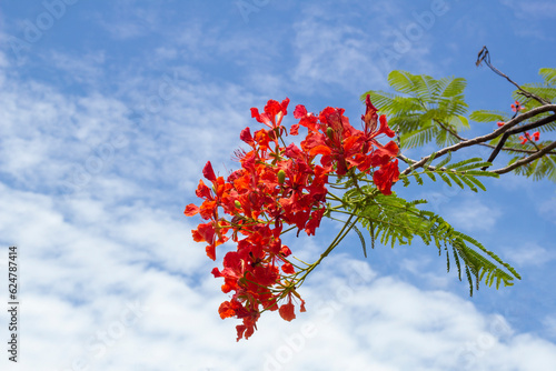 Orange Flam-boyant, The Flame Tree or  Royal Poinciana bloom on tree in the garden on bright blue sky background.  photo