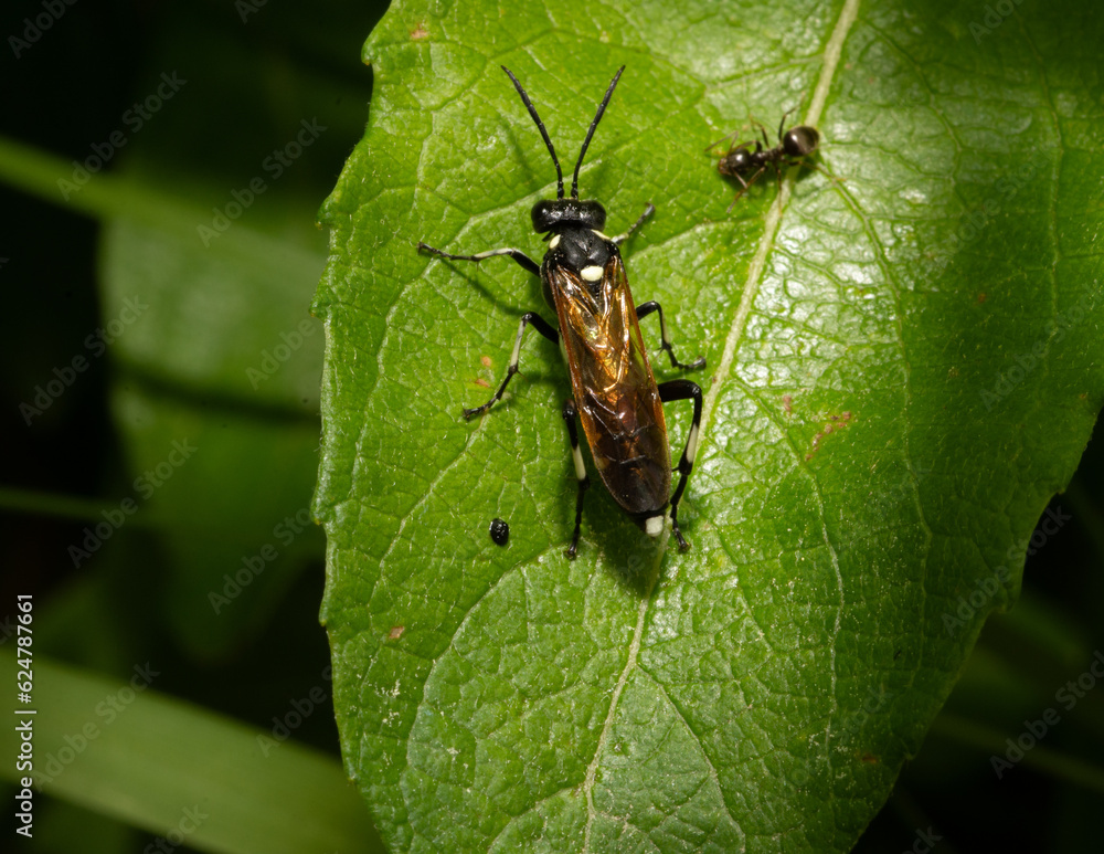 Macrophya duodecimpunctata Macrophya duodecimpunctata