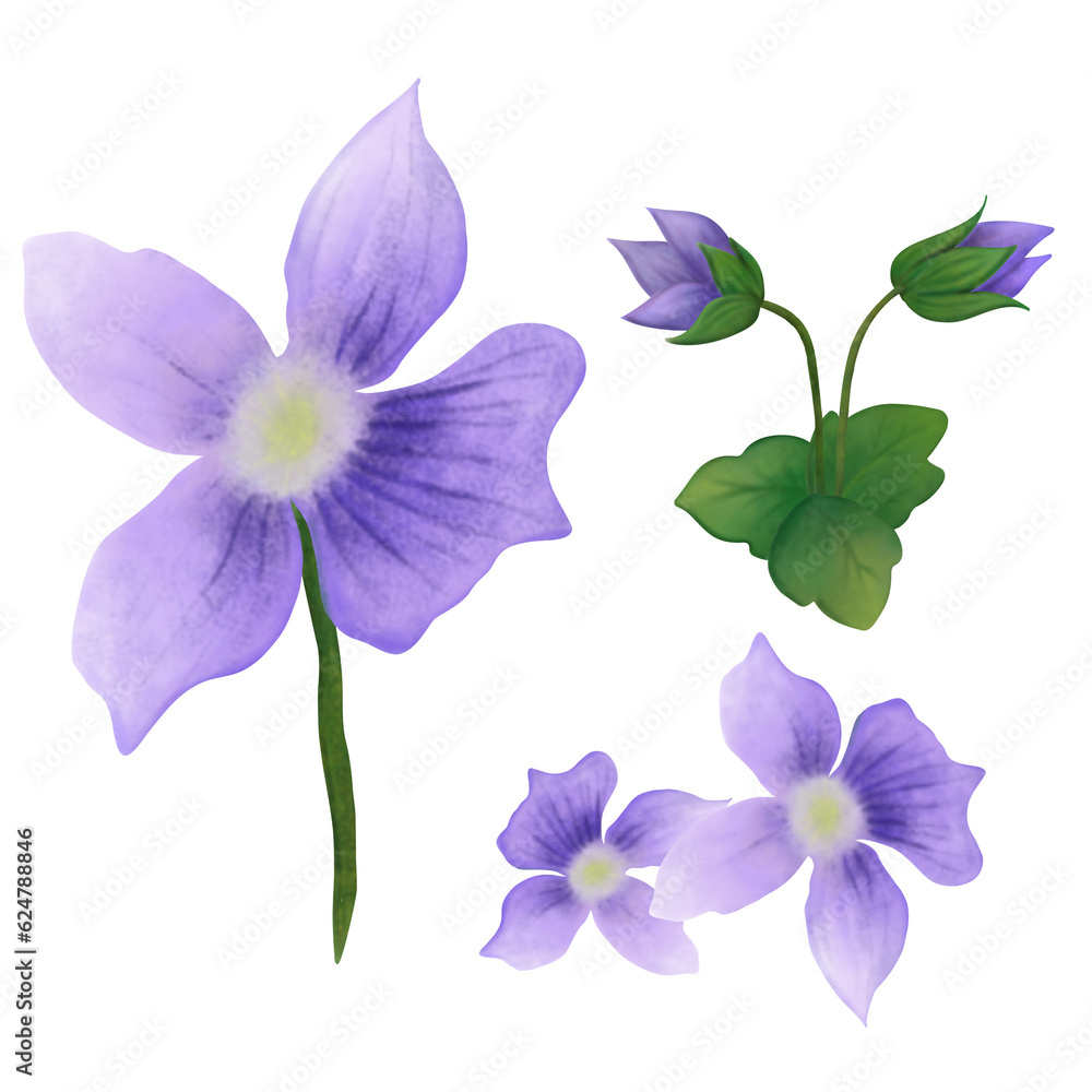 Viola flower, grass flower 