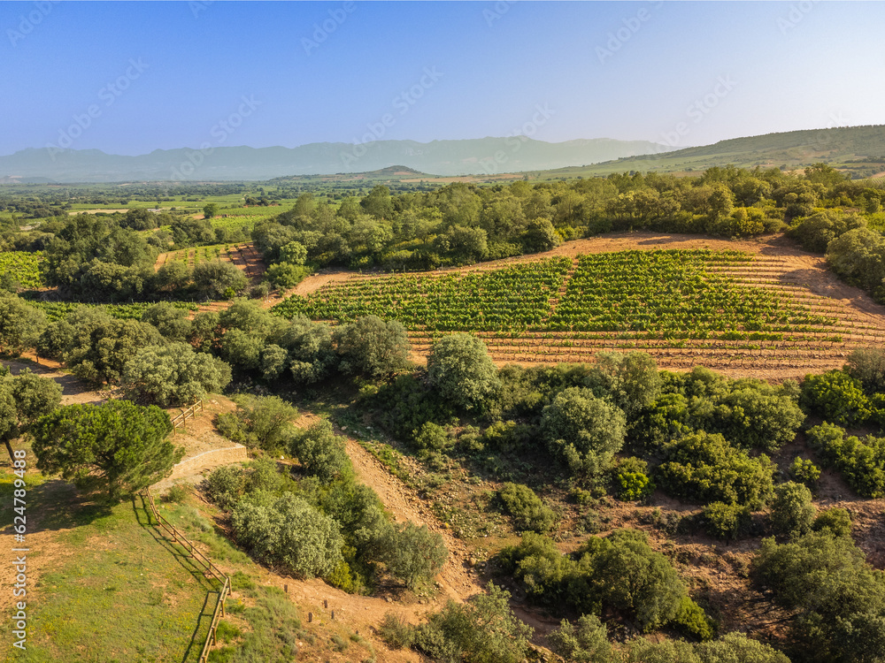 Aerial View ofVineyards in Rioja, Spain