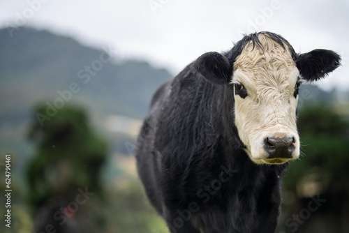 livestock beef cattle in a field on a farm. close up of a cows face.