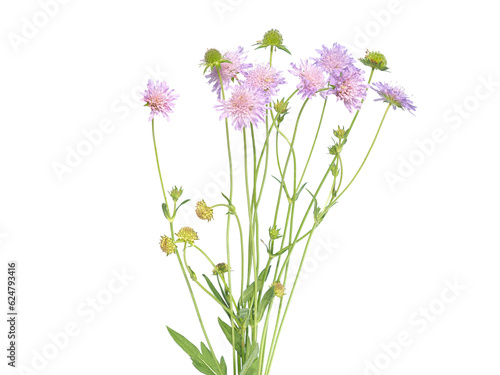 Pink flowers of shining scabious plant isolated on white