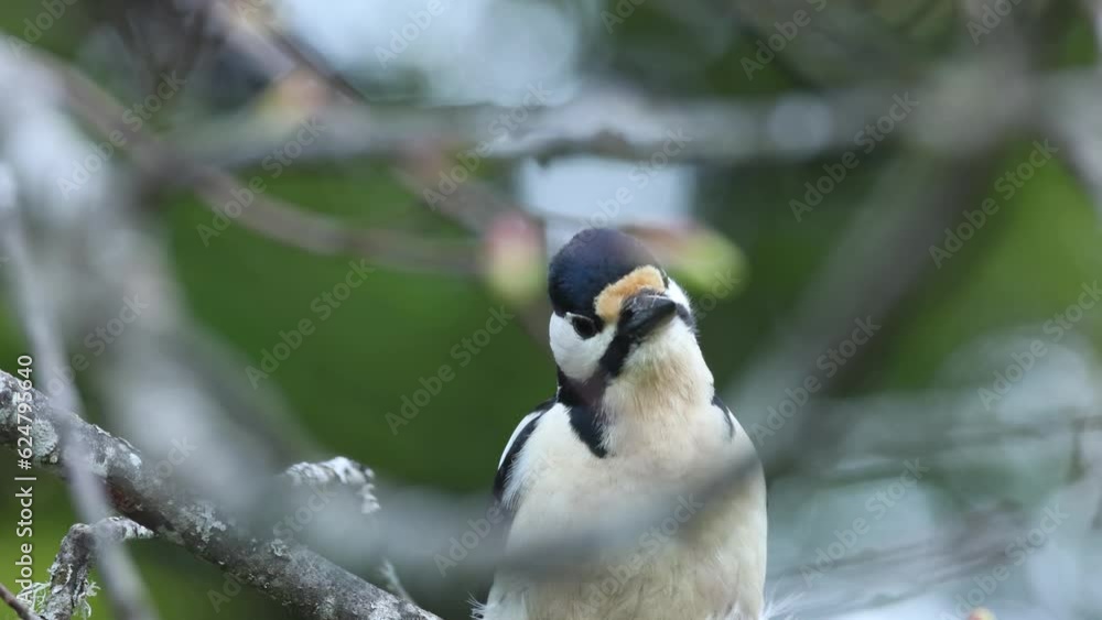 Closeup of Great Spotted woodpecker and leaving on a spring day in Estonia, Northern Europe Closeup of Great Spotted woodpecker and leaving on a spring day in Estonia, Northern Europe