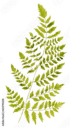 Watercolor foliage  tropical leave  handmade  green element  isolated  white background