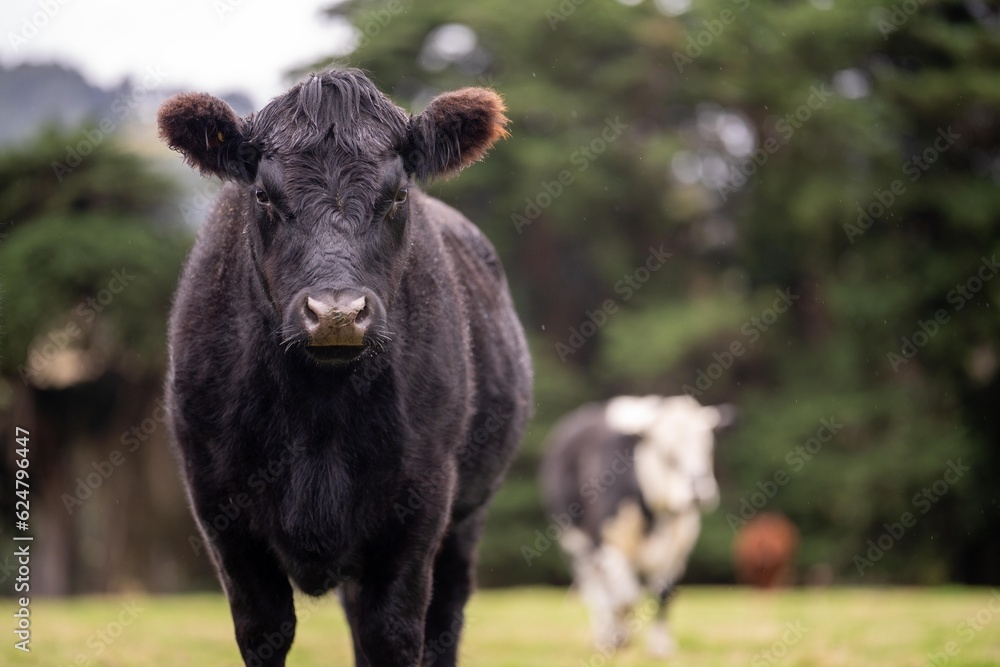 Sustainable cows in a meadow. Portrait of a cow in a field Sustainable cows in a meadow. Portrait of a cow in a field