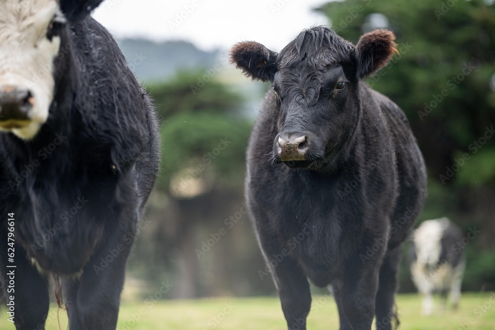 Sustainable cows in a meadow. Portrait of a cow in a field