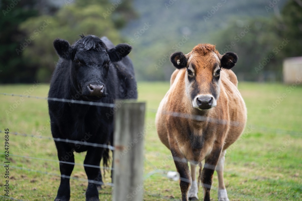 Sustainable cows in a meadow. Portrait of a cow in a field Sustainable cows in a meadow. Portrait of a cow in a field