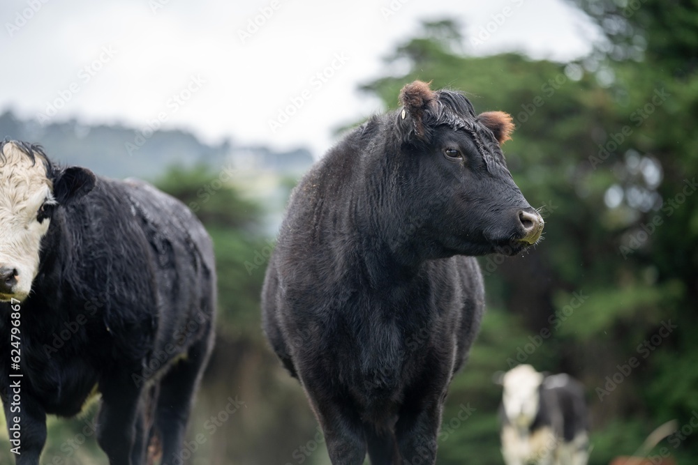 Sustainable cows in a meadow. Portrait of a cow in a field Sustainable cows in a meadow. Portrait of a cow in a field