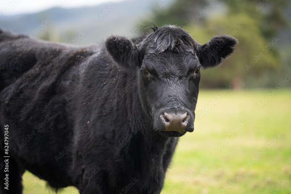 Sustainable cows in a meadow. Portrait of a cow in a field