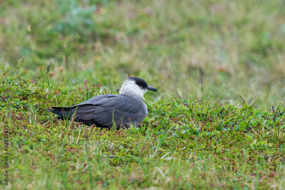 Parasitic jaeger (Stercocarius parasiticus) Parasitic jaeger (Stercocarius parasiticus)