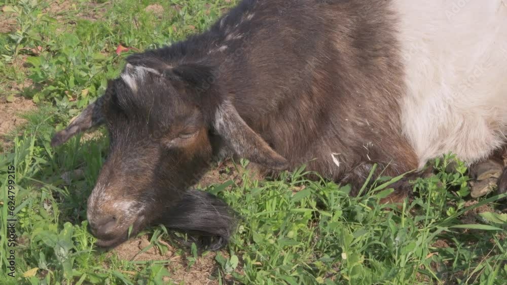 close up portrait of sleeping goat at pasture. sunny day close up portrait of sleeping goat at pasture. sunny day