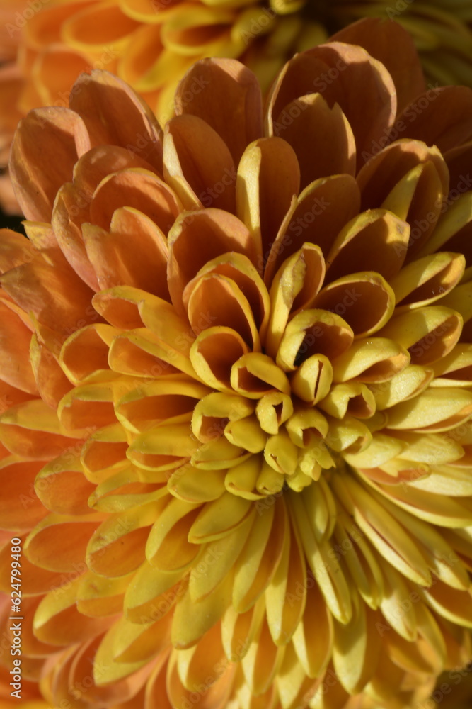 yellow dahlia flower yellow dahlia flower