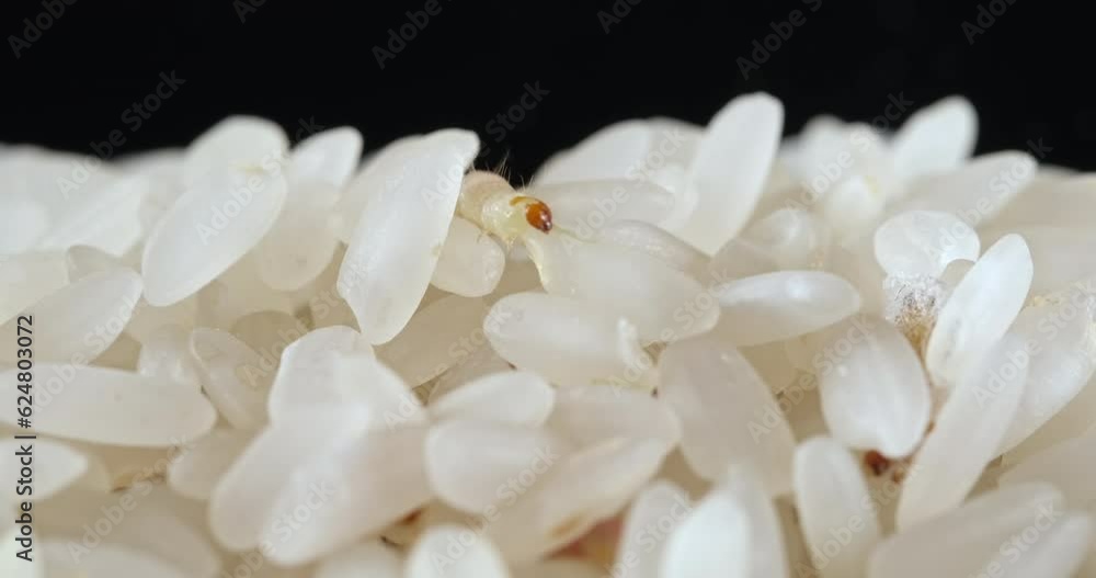 The macro shot details of rice weevils, also known as flour worms, found on rice grains The macro shot details of rice weevils, also known as flour worms, found on rice grains