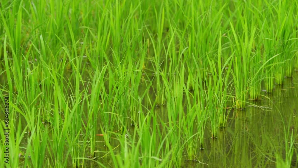 Rice seedlings in mid-summer in a paddy field, in the process of growing Rice seedlings in mid-summer in a paddy field, in the process of growing