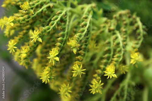 Macro image of Flat-topped Aeonium flowers  Somerset  England 