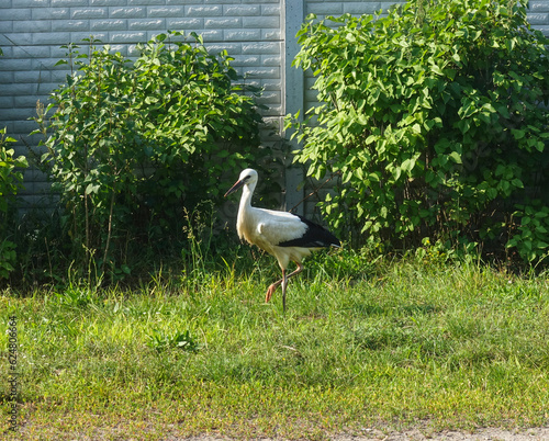 Stork standing on the grass near the rural fence photo