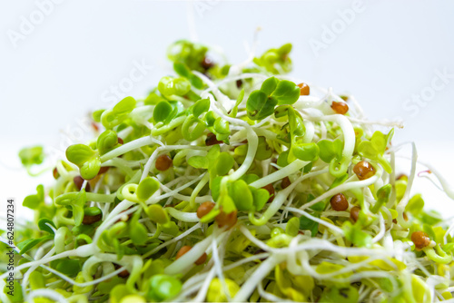 Young green radish microgreen sprouts with roots close up, grown for food. Concept of growing greens for healthy eating, vegetarianism, wholesome foods and veganism.