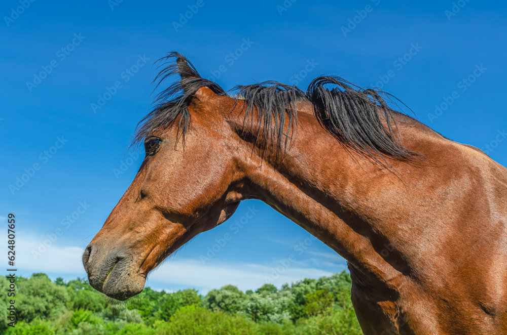 Obraz premium Portrait of the head of a brown horse against a blue sky. Wide Angle Camera