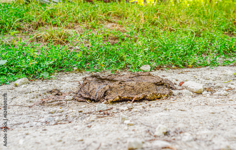Fototapeta premium Cow feces on the road in the village. Feces of livestock