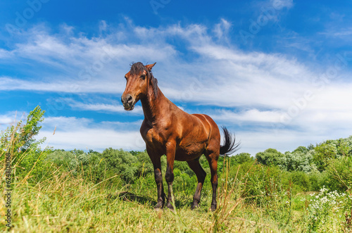 Brown horse stands among the grass in a pasture under a blue sky in the clouds