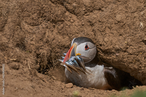 Canvas Print Puffin (Fratercula arctica) with a beak full of fish, hiding in a burrow from ma