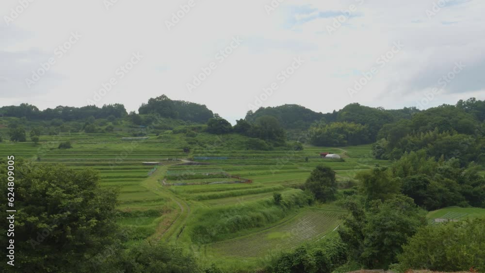 Summer evening, rice field scenery, strong sunlight. Summer evening, rice field scenery, strong sunlight.