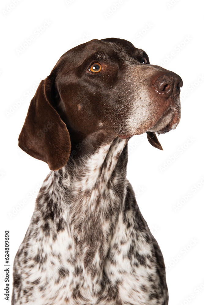 German shorthair dog sitting isolated on white