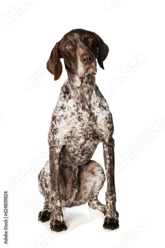 German shorthair dog sitting isolated on white