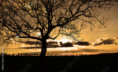 Tree silhouette in sunset sky landscape