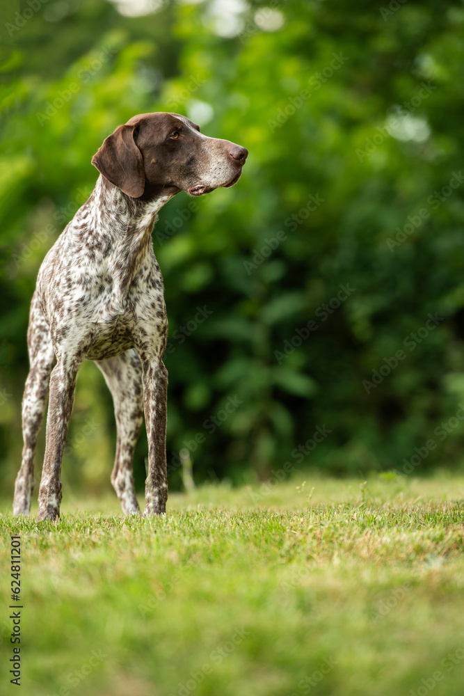 German shorthair dog standing in nature background
