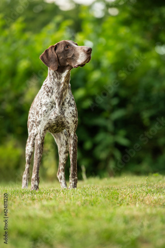 German shorthair dog standing in nature background