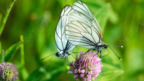 Fotografie Two white butterflies in mating season in a macro lens,