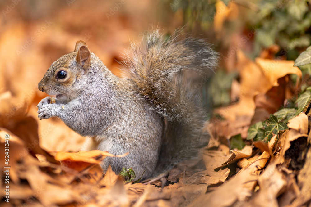 Squirrel in its natural environment with lovely autumn atmosphere Squirrel in its natural environment with lovely autumn atmosphere