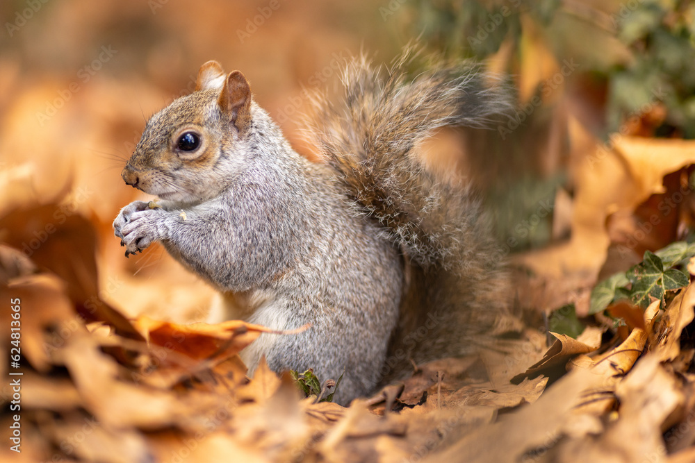 Squirrel in its natural environment with lovely autumn atmosphere Squirrel in its natural environment with lovely autumn atmosphere