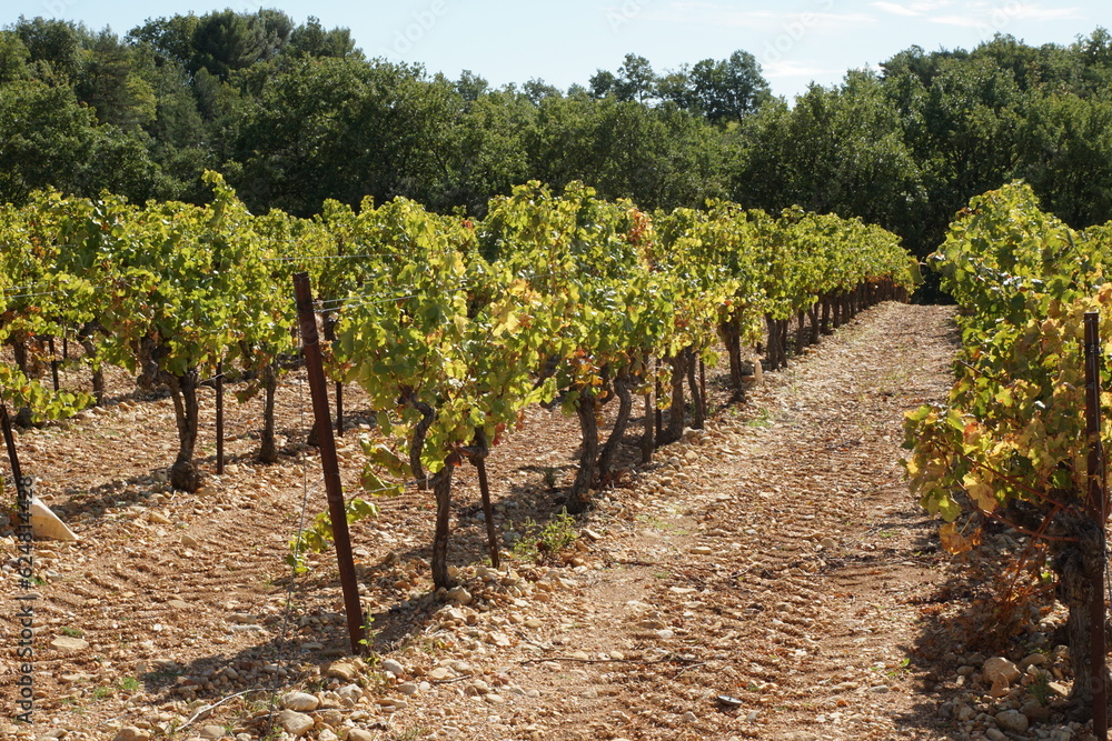 Grapes Growing in a Vineyard at Les Preaux, Near Vinsobres, Nyons, Drome, Auvergne-Rhone-Alpes, France
