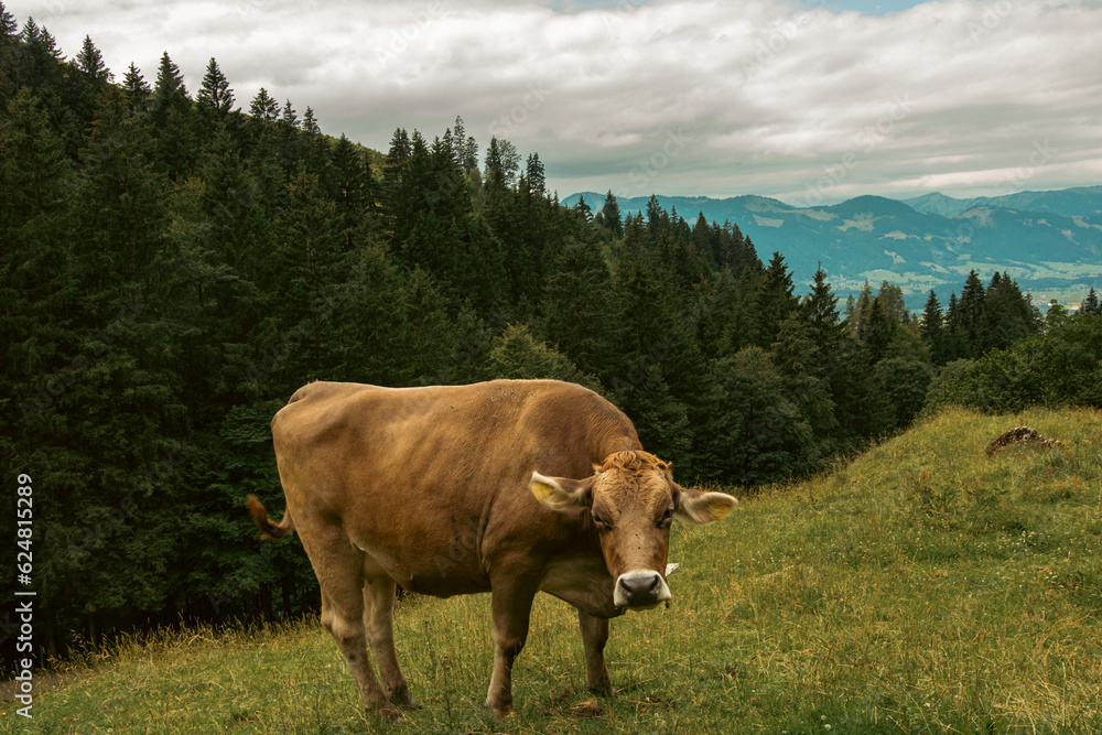 Cow on Grass in Mountains Alps with forest and clouds on Background Cow on Grass in Mountains Alps with forest and clouds on Background
