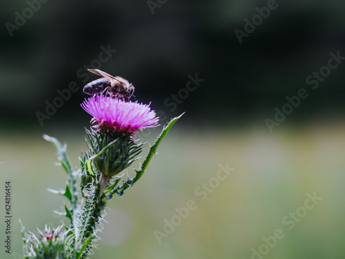 A honey bee at work.