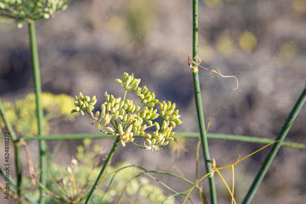 photo of fennel seeds grow on the plant photo of fennel seeds grow on the plant