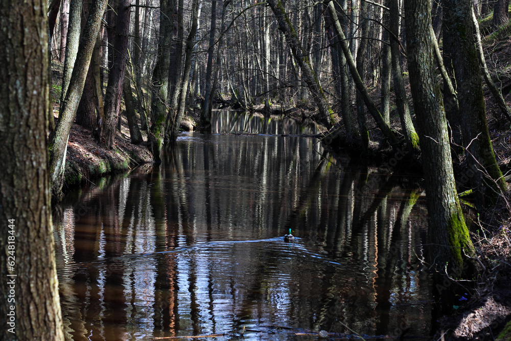 reflection of trees in the water reflection of trees in the water