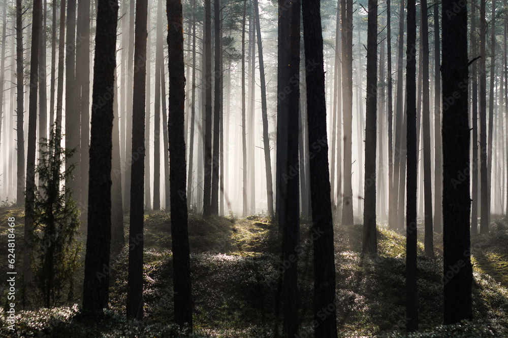 Fototapeta premium morning in the forest